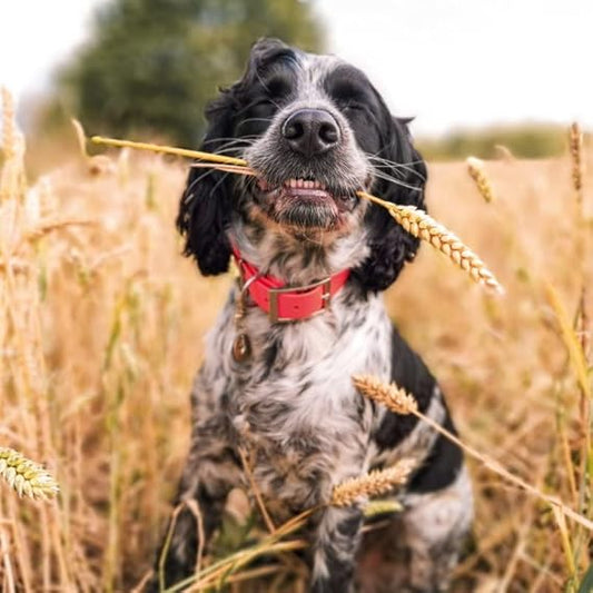 This BBC Countryfile Range - Springer Spaniel In Field - Blank Greeting Card is a Greeting & Note Cards priced at £ 3.49 from Made To Be Treasured range. Produced by Abacus for excellent quality