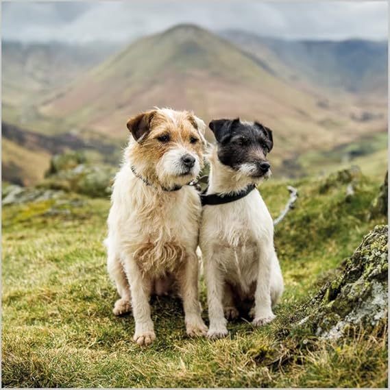 This Jack Russell Terrier - Blank Card - From BBC Countryfile Range is a Greeting & Note Cards priced at £ 3.69 from Made To Be Treasured range. Produced by Abacus for excellent quality