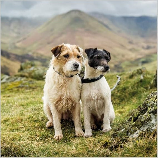 This Jack Russell Terrier - Blank Card - From BBC Countryfile Range is a Greeting & Note Cards priced at £ 3.69 from Made To Be Treasured range. Produced by Abacus for excellent quality