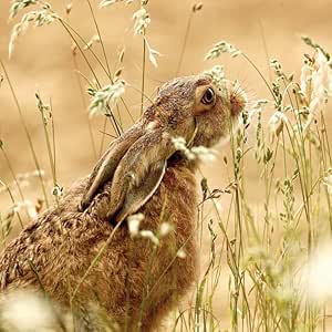 This BBC Springwatch Brown Hare Greeting Card – Wildlife Photography by Frances Crickmore is a Greeting Card priced at £ 2.99 from Made To Be Treasured range. Produced by ABACUS for excellent quality