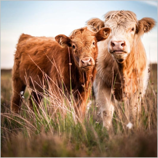 This Birthday/Blank Card for Men/Women - General Male/Female Card - Highland Cow and Calf - Eco-Friendly and Recyclablentryfile Range - General Card Suitable for Any Occasion - Made in the UK - Eco-Friendly is a Birthday Card priced at £ 3.10 from Made To Be Treasured range. Produced by Made To Be Treasured for excellent quality