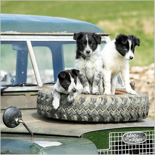 This Blank/Birthday Card Border Collie Puppies From the BBC Countryfile Range is a Greeting Card priced at £ 3.10 from Made To Be Treasured range. Produced by Abacus for excellent quality