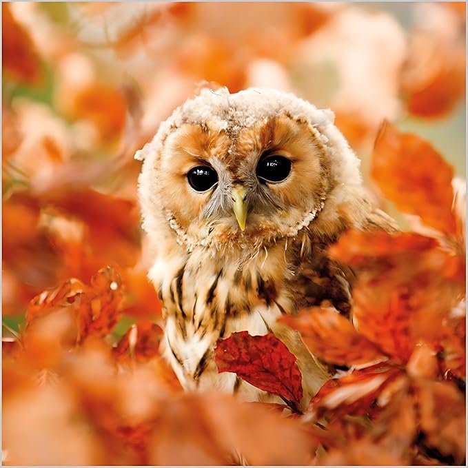 Birthday/Blank Greeting Card Tawny Owl BBC Springwatch