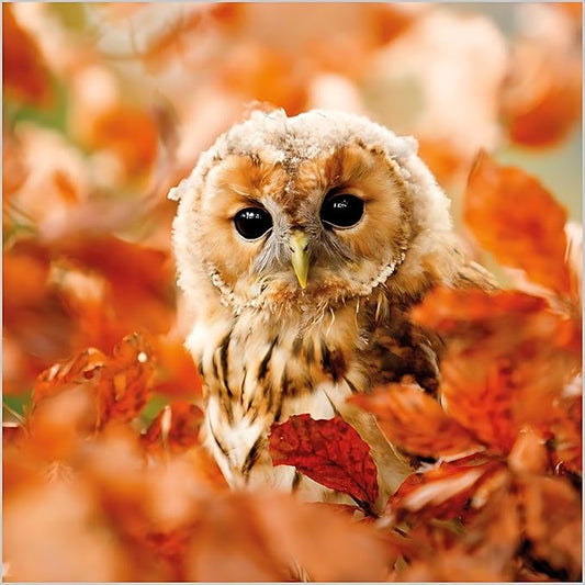 This Birthday/Blank Greeting Card Tawny Owl BBC Springwatch is a Greeting Card priced at £ 3.10 from Made To Be Treasured range. Produced by Abacus for excellent quality