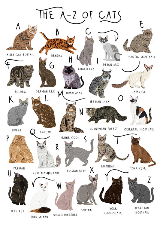 This A To Z of Cats - Blank Greeting Card - All Occasions - Purrfect For Cat Lovers is a Greeting Card priced at £ 2.99 from Made To Be Treasured range. Produced by Generc for excellent quality