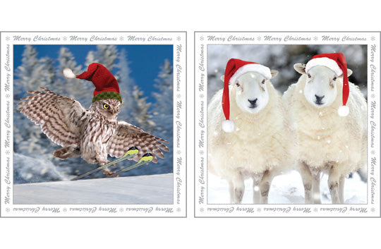 Christmas Greeting Cards - Owl - Multi Pack Of Six