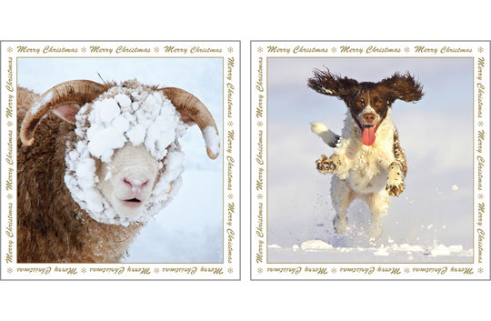 Christmas Greeting Cards - Dog - Multi Pack Of Six