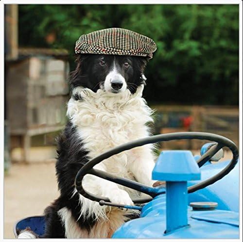 Border Collie on Tractor Blank Greeting Card | Abacus Cards