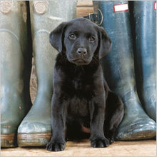 Load image into Gallery viewer, Abacus Cards General Blank/Birthday Card Black Labrador Puppy with Wellies from the BBC Countryfile Range
