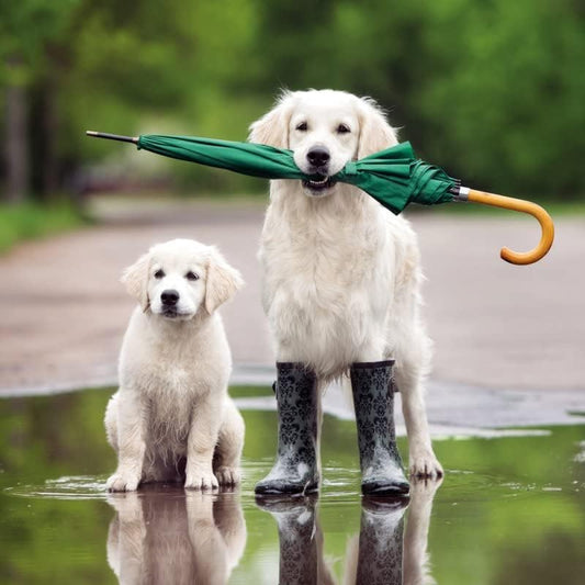 Golden Retriever & Puppy Blank Greeting Card | Abacus Cards
