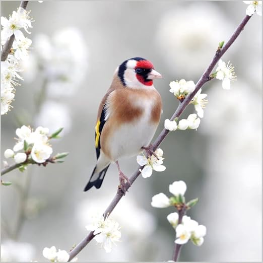 Abacus Cards Birthday/Blank Card for Women - General Female Card - Goldinch Bird & White Blossom - Eco-Friendly & Recyclable - From the BBC Springwatch Range