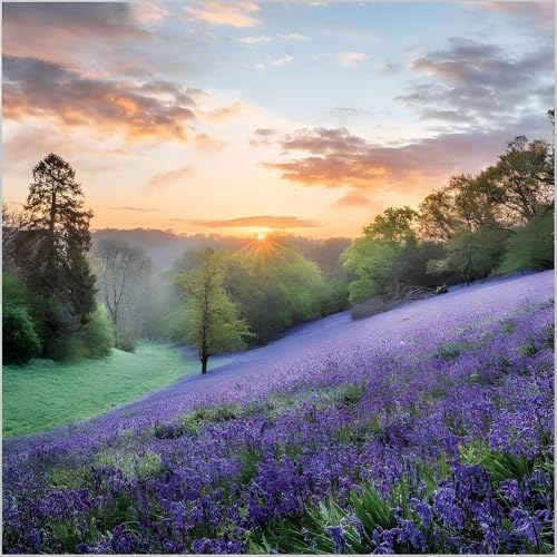 Birthday/Blank Greeting Card For Him/Her - Male/Female - Bluebells in West Dorset - BBC Countryfile Range - General Card Suitable for Any Occasion - Made in the UK - Eco-Friendly