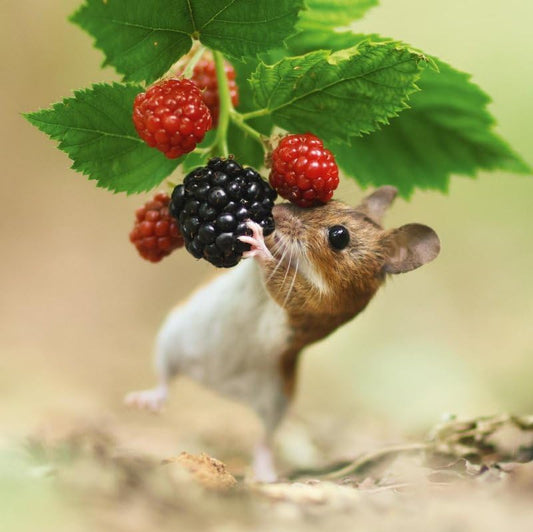 Abacus Wood Mouse Blank Greeting Card | Nature Tales Wildlife Card
