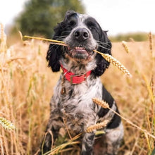 Load image into Gallery viewer, BBC Countryfile Range - Springer Spaniel In Field - Blank Greeting Card
