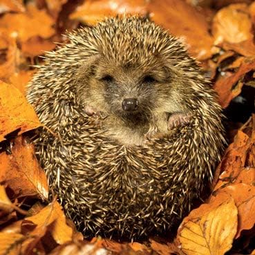 Hedgehog Blank Card - Amazing Image - Nature