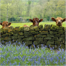 Load image into Gallery viewer, Abacus Blank/Birthday Card Cattle &amp; Bluebells from the BBC Countryfile Range
