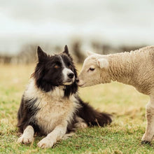 Load image into Gallery viewer, Abacus Blank/Birthday Card Border Collie &amp; Lamb from the BBC Countryfile Range
