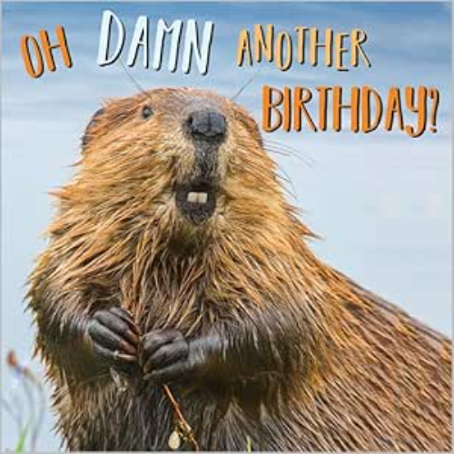 Humour Greeting Card - Oh Damn Another Birthday - Otter