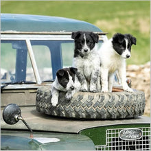 Load image into Gallery viewer, Blank/Birthday Card Border Collie Puppies From the BBC Countryfile Range
