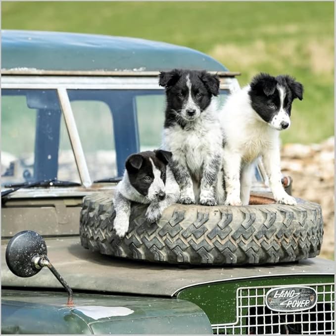 Blank/Birthday Card Border Collie Puppies From the BBC Countryfile Range