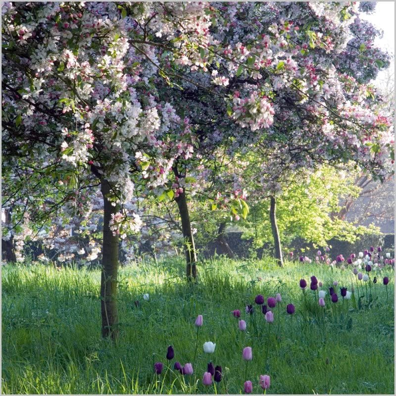 BBC Gardeners' World Crab Apples & Tulips Blank Greeting Card | Abacus Cards