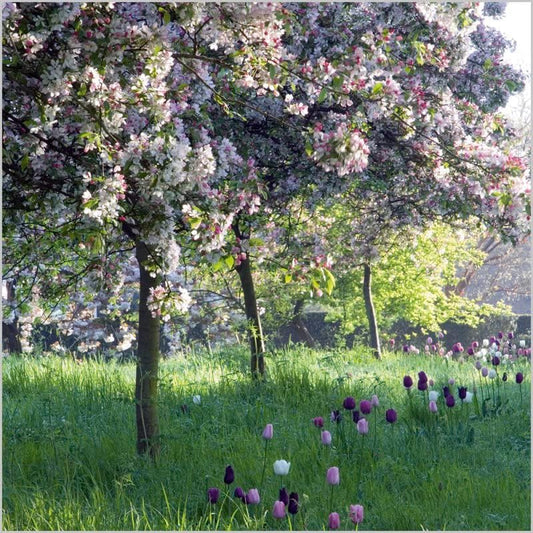 BBC Gardeners' World Crab Apples & Tulips Blank Greeting Card | Abacus Cards