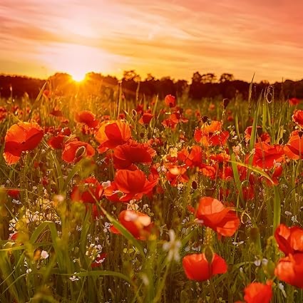 Birthday/Blank Greeting Card For Him/Her - Male/Female - Poppy Field, Bewdley Worcestershire - BBC Countryfile - General Card Suitable for Any Occasion - Made in the UK - Eco-Friendly