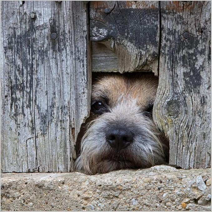 Abacus Cards General cards Border Terrier Dog from the BBC Countryfile Range