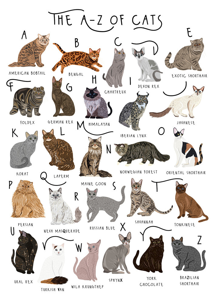 A To Z of Cats - Blank Greeting Card - All Occasions - Purrfect For Cat Lovers