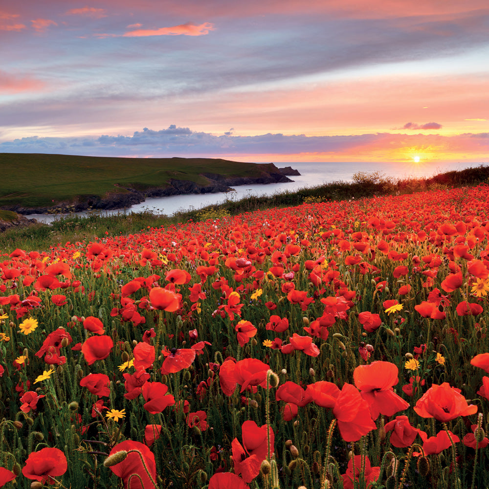 Pentire - Cornwall - Poppies- Blank Greeting Card