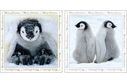 Christmas Greeting Cards - Penguin - Multi Pack Of Six